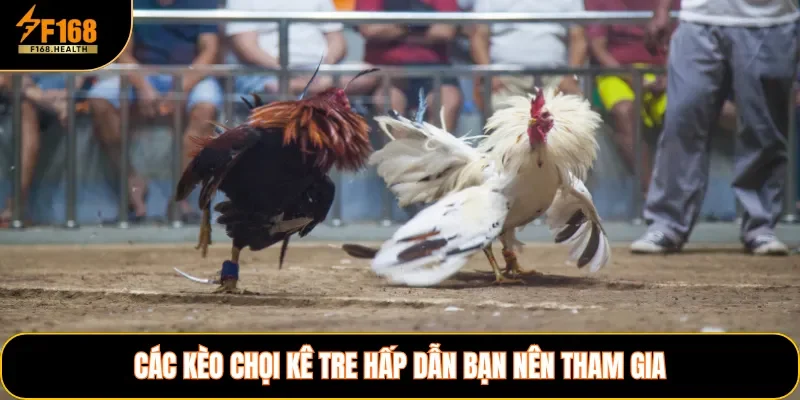 Các kèo chọi kê tre hấp dẫn bạn nên tham gia