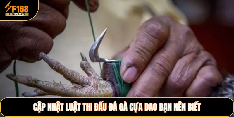 Cập nhật luật thi đấu đá gà cựa dao bạn nên biết