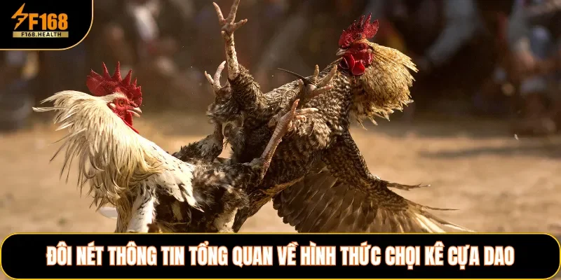 Đôi nét thông tin tổng quan về hình thức chọi kê cựa dao